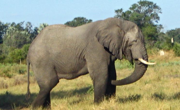 Elephant