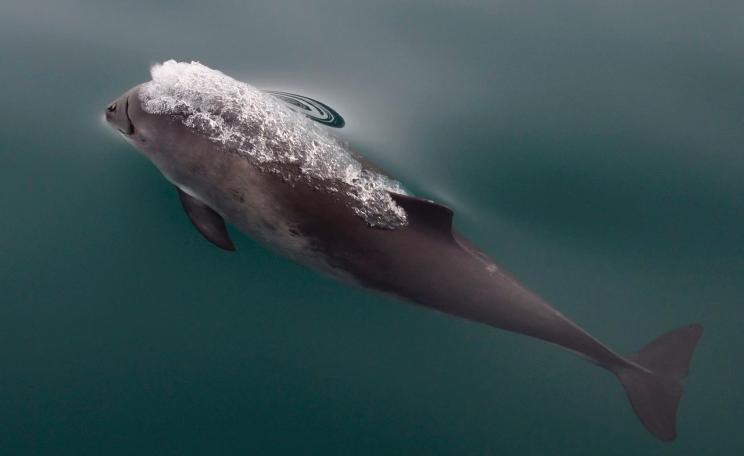 Harbour porpoise