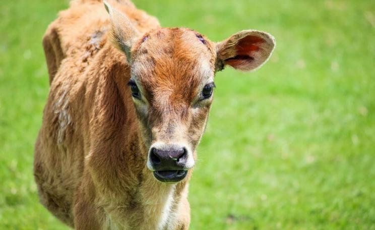 'Polled' calf