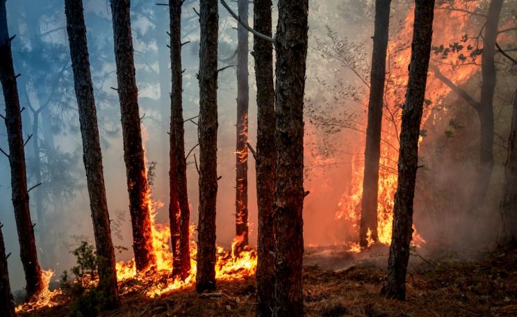 Forest fire