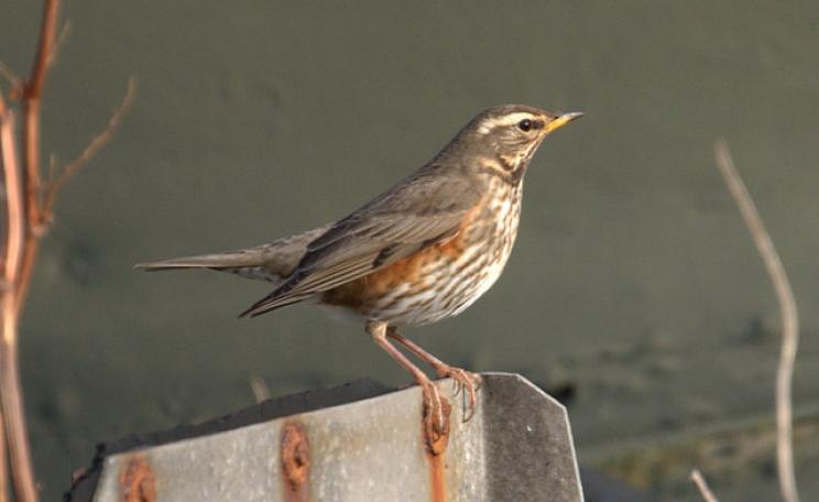 Redwings