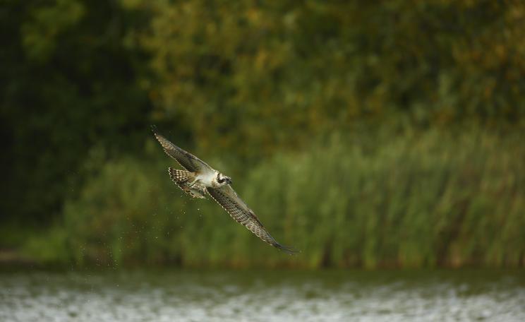 An Osprey fishes in Kielder Forest, Northumberland