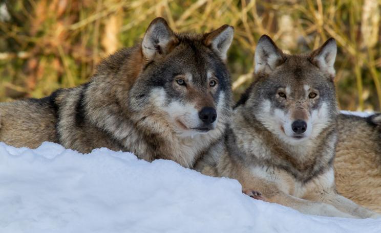 wolves