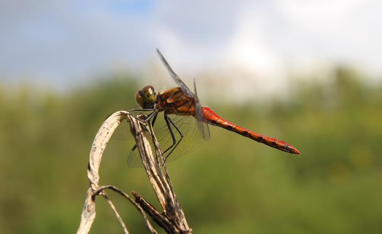 Dragonfly
