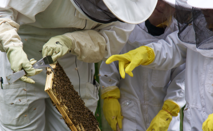 Beekeeping