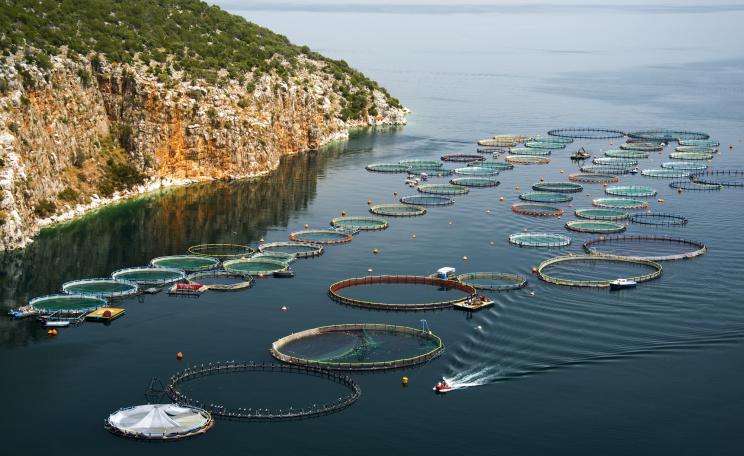 Fish farm