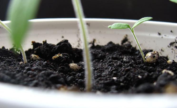sprout