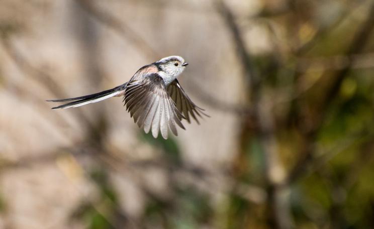 Long-tailed tit
