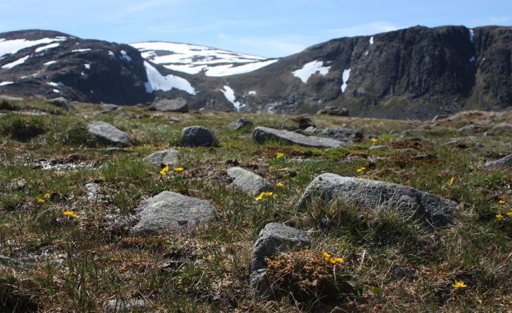 The Cairngorm Plateau