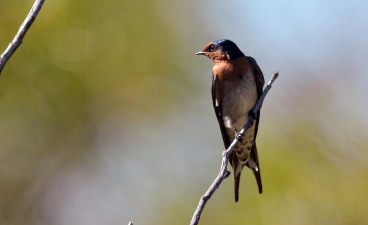 Swallow