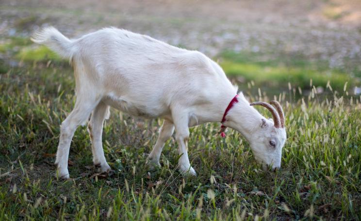 Goat