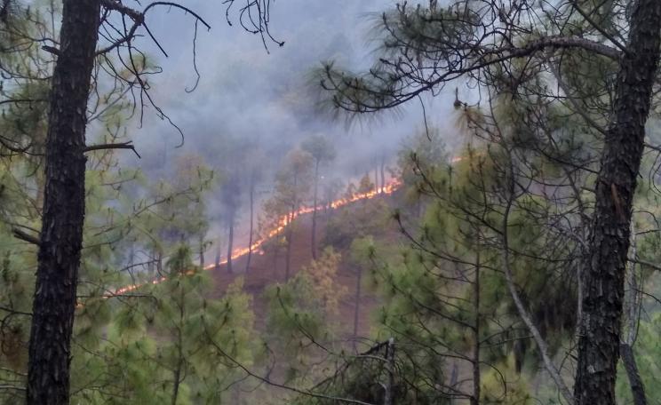 Forest fire in Chir Pine forests near Chitai, Almora District, Uttarakhand, April 2016