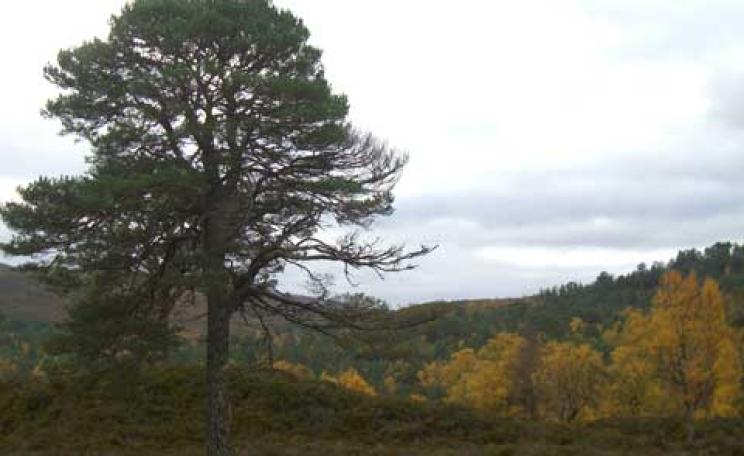 Trees for life