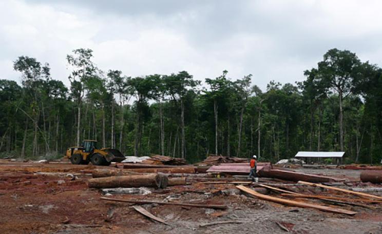 Deforestation