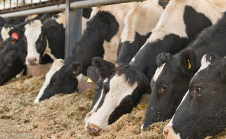 Cows feeding