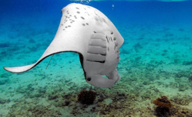 Manta Rays