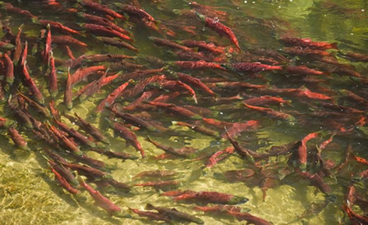 Sockeye salmon