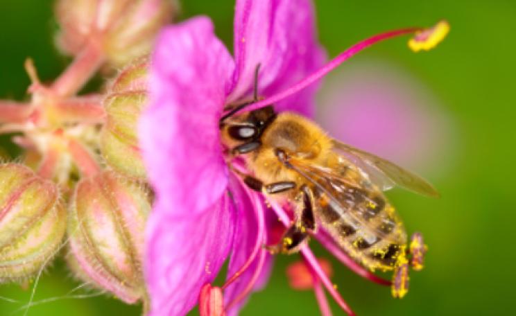 bee and flower