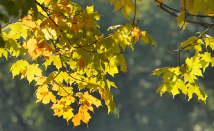 Tree leaves