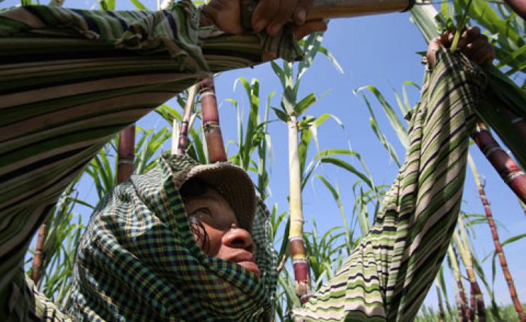 Cambodia sugar plantations