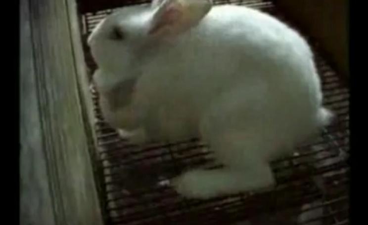 Rabbit