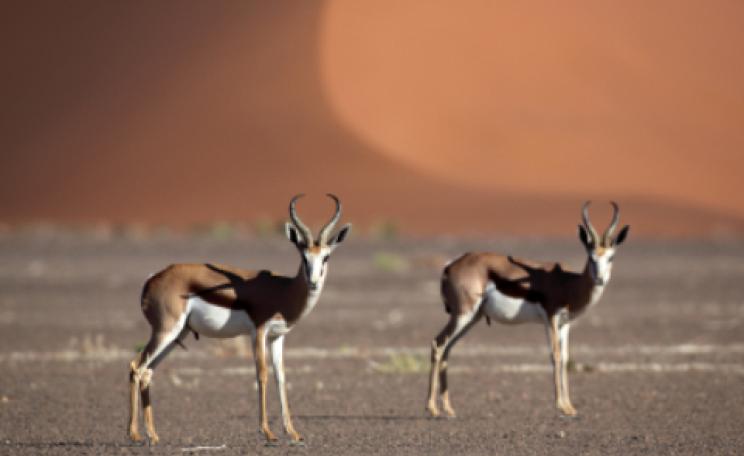 springbok