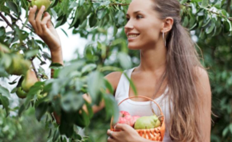 picking fruit