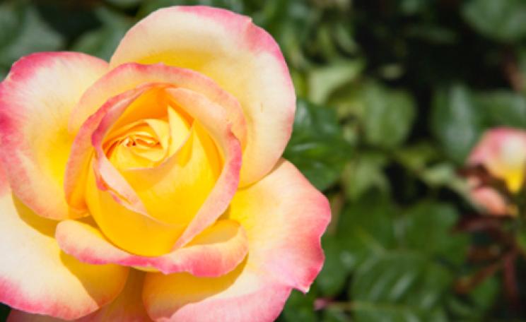 roses