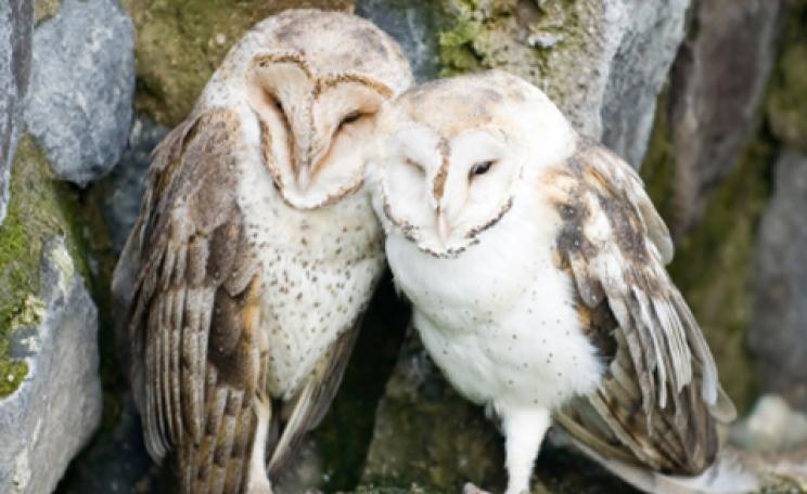 cute barn owls