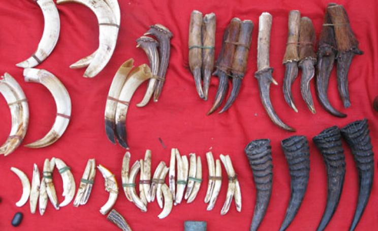wildlife trade