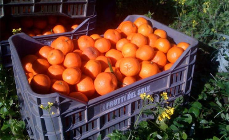 oranges migrant workers coca cola