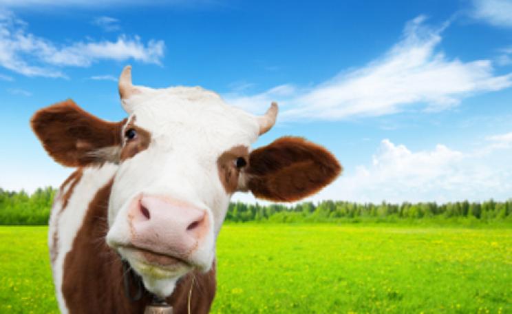 The A to Z of livestock