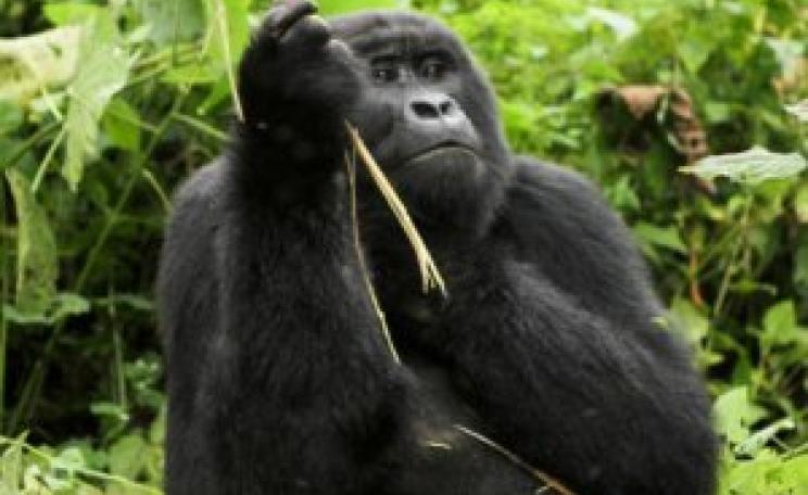 Gorilla