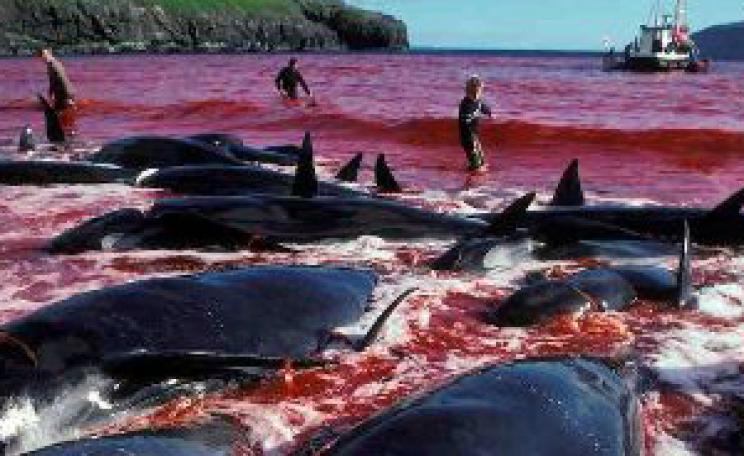 Slaughtered Pilot Whales