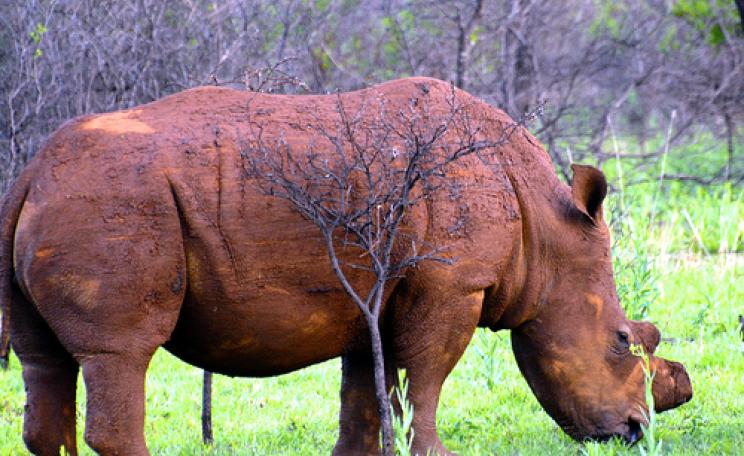 White rhino with horn removed to reduce value to poachers near Ohrigstad, Limpopo, South Africa. Photo: Paolo via Flickr.com.