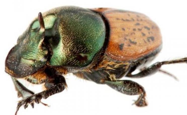 A male Onthophagus vacca, the species of dung beetle being released this week in Western Australia. Photo: CSIRO.