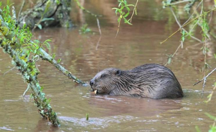 A beaver in the River Otter, Devon, feeds on an overhanging willow branch. Photo: David Land via Devon Wildlife Trust.
