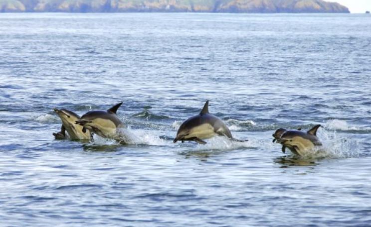 A pod of Common dolphins in UK coastal waters. Photo: Janet Baxter / The Wildlife Trusts.