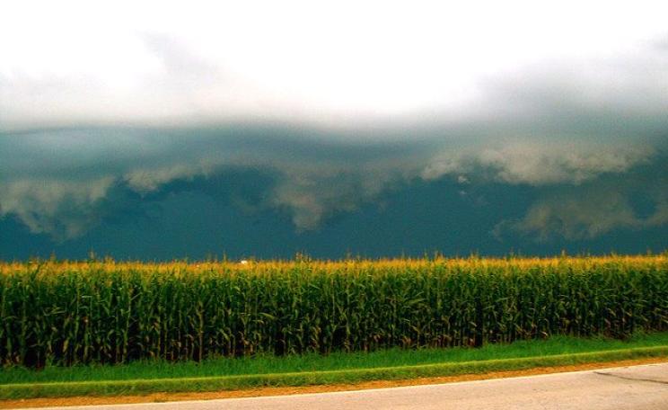 Cornfield in Iowa, almost certainly growing a GMO crop. Photo: Laura Bernhardt via Flickr (CC BY-ND 2.0).