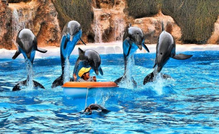The show goes on at Loro Parque, Tenerife, Spain - the country which hosts 11 out of the EU's 33 dolphinaria. Photo: Oliver Clarke via Flickr (CC BY 2.0).