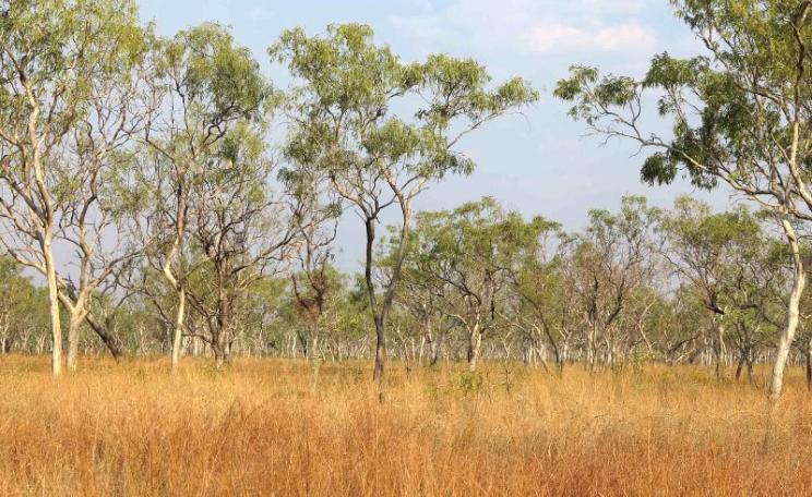 Vast extents of rainforest have been cleared, but extensive dry woodlands like these near Mt Barnett in Australia are producing more trees. Photo: yaruman5 via Flickr (CC BY-NC-ND).