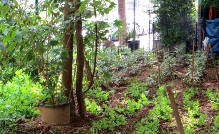 Growing vegetables in the Bois Dormoy. Photo: Judith le Blanc.