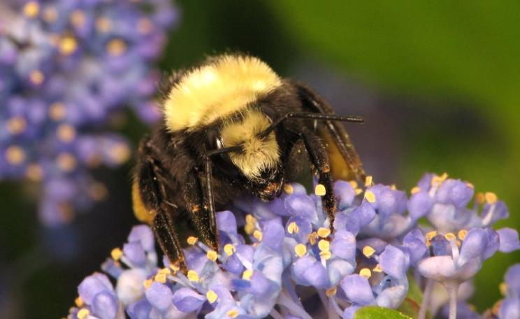 The North American bumblebee Bombus vosnesenskii in Vancouver, Canada. Photo: Sean McCann via Flickr (CC BY-NC-SA).