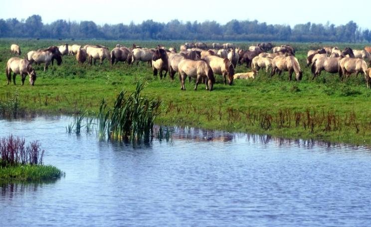 Wild ponies feeding at Oostvaardersplassen, Netherlands, where a huge floodplain nature reserve has been turned over to wilderness. Photo: KONIKpaarden via Flickr (CC BY).