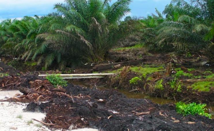 Even this could be called 'climate smart agriculture' - because the term is undefined. Oil palm plantations on deep peat in Indonesian Borneo. Photo: Rainforest Action Network via Flickr (CC BY-NC).