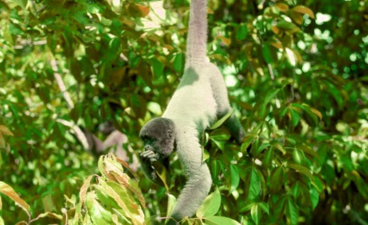 An Amazonian Grey woolly spider monkey feeding in the treetops. As a important seed disperser, it is essential to the forest ecology - and its capacity to store carbon. Photo: UEA.