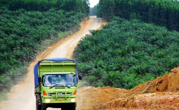Oil palm plantation in Indonesia. Photo: Ryan Woo for Center for International Forestry Research (CIFOR) via Flickr (CC BY-NC-ND).