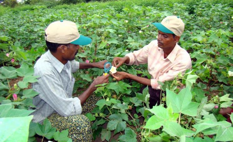 There is another way: cotton farmers in India studying about insects as part of a course on 'integrated pest management'. Photo: S. Jayaraj / The AgriCultures Network via Flickr (CC BY-NC-SA).