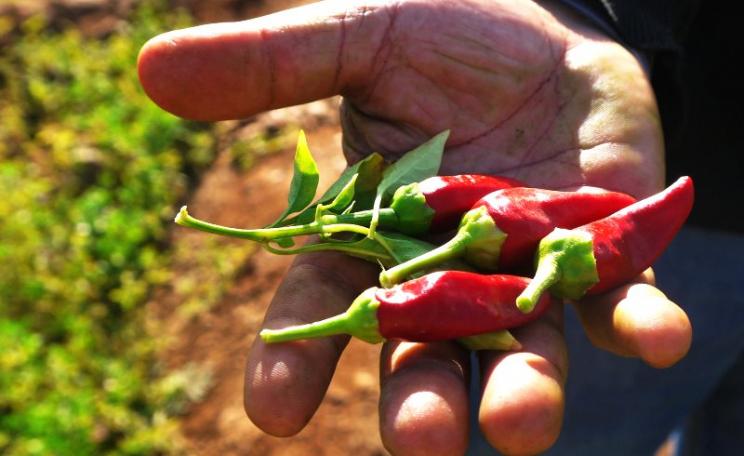Red chilis grown by a traditional small-scale farmer in Morocco. Photo: Ali JAFRI via Flickr (CC BY-NC-SA).