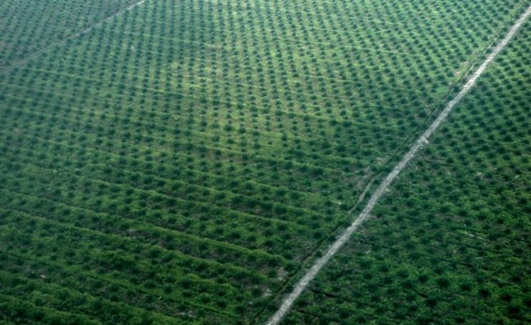 Oil palm plantation in Central Kalimantan. Photo: Klima- og miljødepartementet via Flickr (CC BY-NC-ND).